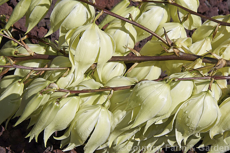 The large, showy flowers of the Twist-leaf. Yucca or Twisted. Leaf Yucca (<i>Yucca rupicola</i>), an evergreen, summer-flowering perennial endemic to the Edwards. Plateau of Texas, USA The laterally twisted leaves are a brighter green than those of most yuccas and are tipped with a sharp spine. This trunk-less species forms a 60 x 60cm foliage clump with flower stems to 15m tall Similar plants with blue-grey leaves are usually hybrids with Yucca pallida.