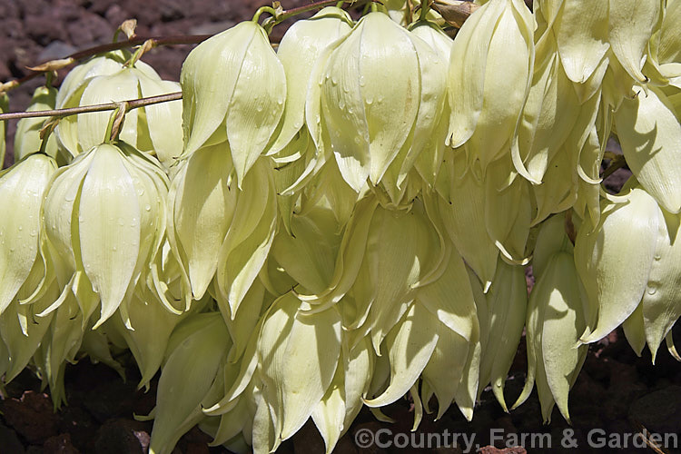 The large, showy flowers of the Twist-leaf. Yucca or Twisted. Leaf Yucca (<i>Yucca rupicola</i>), an evergreen, summer-flowering perennial endemic to the Edwards. Plateau of Texas, USA The laterally twisted leaves are a brighter green than those of most yuccas and are tipped with a sharp spine. This trunk-less species forms a 60 x 60cm foliage clump with flower stems to 15m tall Similar plants with blue-grey leaves are usually hybrids with Yucca pallida.