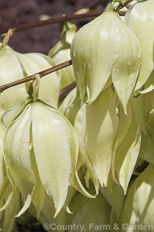 The large, showy flowers of the Twist-leaf. Yucca or Twisted. Leaf Yucca (<i>Yucca rupicola</i>), an evergreen, summer-flowering perennial endemic to the Edwards. Plateau of Texas, USA The laterally twisted leaves are a brighter green than those of most yuccas and are tipped with a sharp spine. This trunk-less species forms a 60 x 60cm foliage clump with flower stems to 15m tall Similar plants with blue-grey leaves are usually hybrids with Yucca pallida.