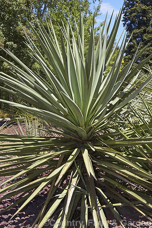 Yucca schottii, found in New Mexico and southern Arizona, this yucca has blue-green foliage and its trunk can be up to 5m tall It has a 75cm inflorescence of 5cm wide white flowers that open in autumn.