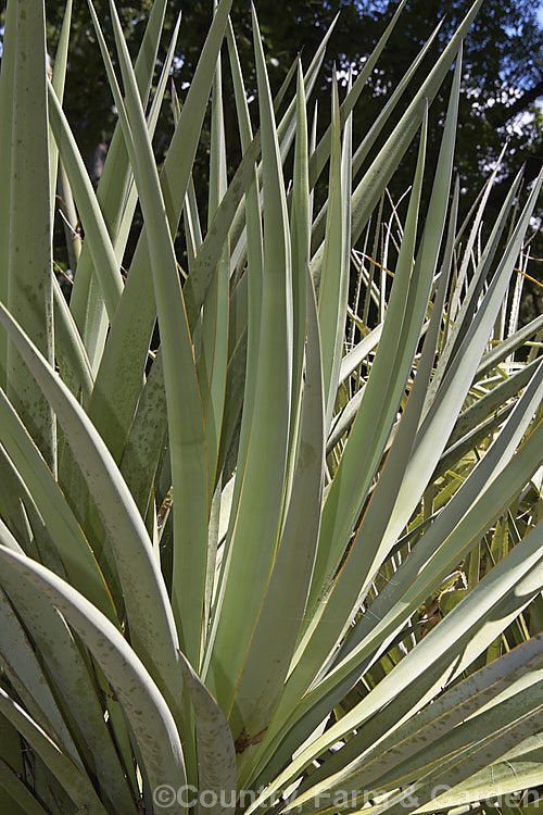 Yucca schottii, found in New Mexico and southern Arizona, this yucca has blue-green foliage and its trunk can be up to 5m tall It has a 75cm inflorescence of 5cm wide white flowers that open in autumn.