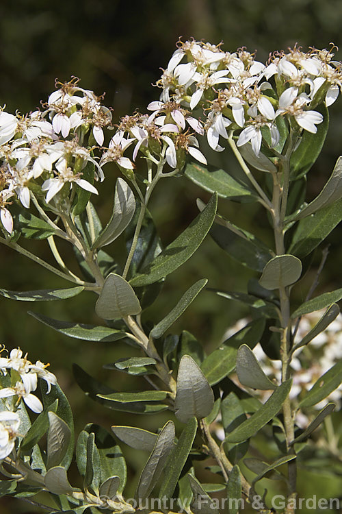 Olearia x haastii, an evergreen, summer-flowering shrub native to the southern half of the South Island of New Zealand It grows to around 24m tall and is a naturally occurring hybrid, possibly between Olearia avicenniaefolia and Olearia moschata. Order: Asterales, Family: Asteraceae