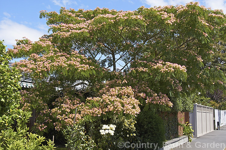 Silk Tree (<i>Albizia julibrissin</i>), a flat-topped, 6m tall deciduous tree found naturally from Iran to Japan. It flowers heavily from mid-summer. albizia-2159htm'>Albizia.