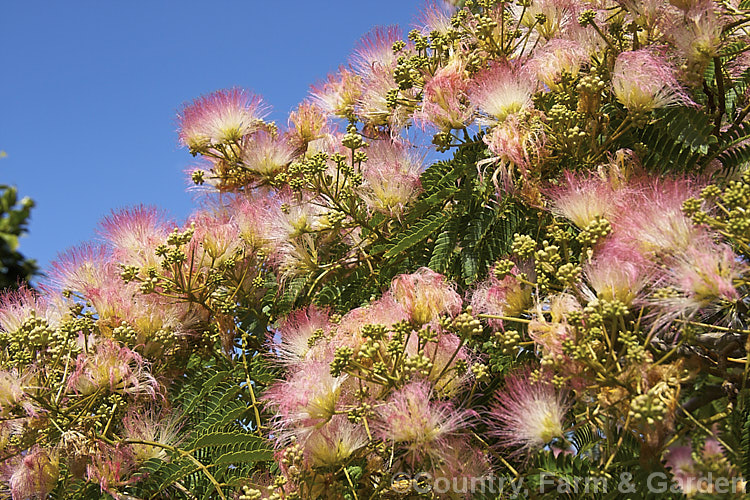 Silk Tree (<i>Albizia julibrissin</i>), a flat-topped, 6m tall deciduous tree found naturally from Iran to Japan. It flowers heavily from mid-summer. albizia-2159htm'>Albizia.