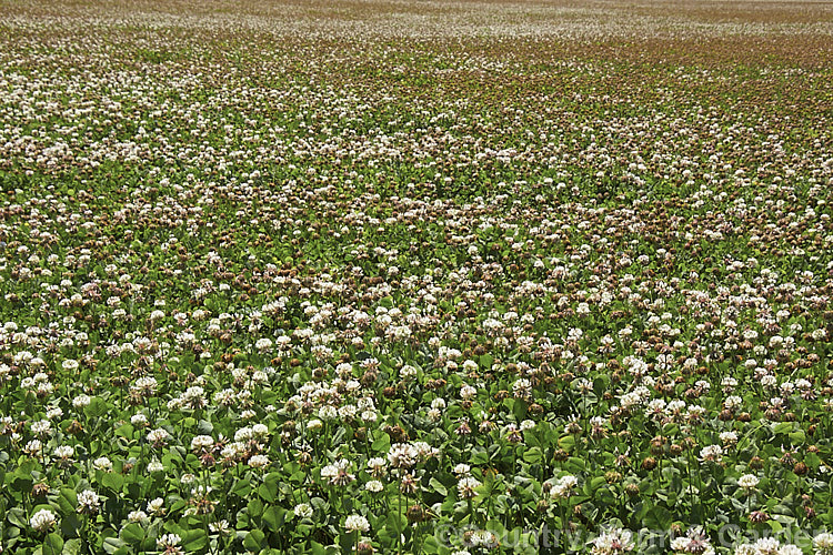 A field of White Clover (<i>Trifolium repens</i>), a European species widely grown in pastures as fodder, for its nitrogen fixing properties and for honey production. trifolium-3369htm'>Trifolium.