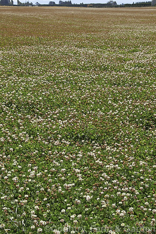 A field of White Clover (<i>Trifolium repens</i>), a European species widely grown in pastures as fodder, for its nitrogen fixing properties and for honey production. trifolium-3369htm'>Trifolium.