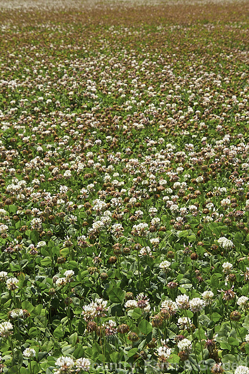 A field of White Clover (<i>Trifolium repens</i>), a European species widely grown in pastures as fodder, for its nitrogen fixing properties and for honey production. trifolium-3369htm'>Trifolium.