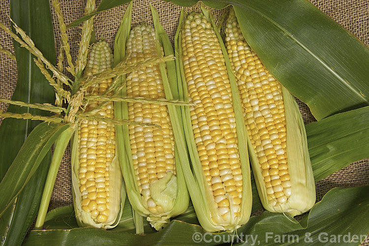 Sweet Corn (<i>Zea mays</i>), a robust annual grass from Central America grown for its edible seed heads, which are known as cobs. Corn was one of the staples of most nativeAmericans and was quite extensively developed by them. Modern forms generally have much larger cobs than the wild plants or the early cultivars. Corn grown as animal feed is usually called maize, though it essentially the same plant. Order: Poales, Family: Poaceae