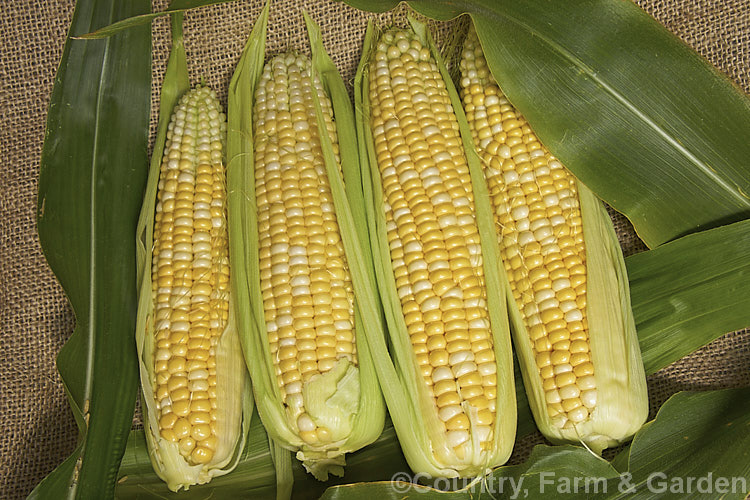 Sweet Corn (<i>Zea mays</i>), a robust annual grass from Central America grown for its edible seed heads, which are known as cobs. Corn was one of the staples of most nativeAmericans and was quite extensively developed by them. Modern forms generally have much larger cobs than the wild plants or the early cultivars. Corn grown as animal feed is usually called maize, though it essentially the same plant. Order: Poales, Family: Poaceae