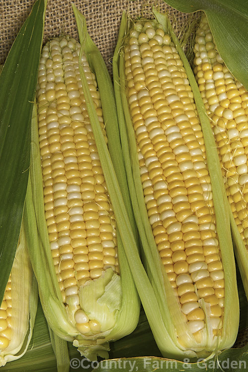 Sweet Corn (<i>Zea mays</i>), a robust annual grass from Central America grown for its edible seed heads, which are known as cobs. Corn was one of the staples of most nativeAmericans and was quite extensively developed by them. Modern forms generally have much larger cobs than the wild plants or the early cultivars. Corn grown as animal feed is usually called maize, though it essentially the same plant. Order: Poales, Family: Poaceae