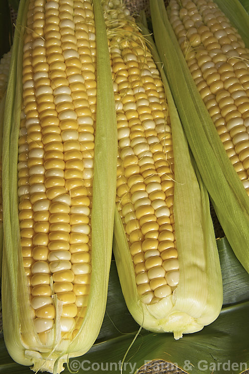 Sweet Corn (<i>Zea mays</i>), a robust annual grass from Central America grown for its edible seed heads, which are known as cobs. Corn was one of the staples of most nativeAmericans and was quite extensively developed by them. Modern forms generally have much larger cobs than the wild plants or the early cultivars. Corn grown as animal feed is usually called maize, though it essentially the same plant. Order: Poales, Family: Poaceae