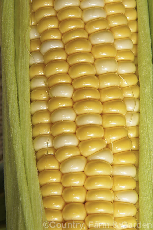 Sweet Corn (<i>Zea mays</i>), a robust annual grass from Central America grown for its edible seed heads, which are known as cobs. Corn was one of the staples of most nativeAmericans and was quite extensively developed by them. Modern forms generally have much larger cobs than the wild plants or the early cultivars. Corn grown as animal feed is usually called maize, though it essentially the same plant. Order: Poales, Family: Poaceae