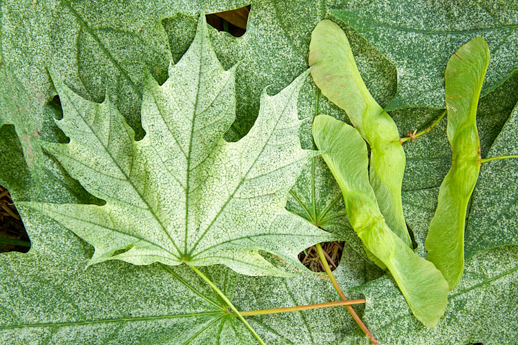 The summer foliage and samara (sycamores</i>) of <i>Acer platanoides</i> 'Walderseei', a fairly rare German cultivar of the Norway Maple raised in 1904. It foliage is light green speckled with cream and turns pale yellow in autumn. Order Sapindales, Family: Sapindaceae