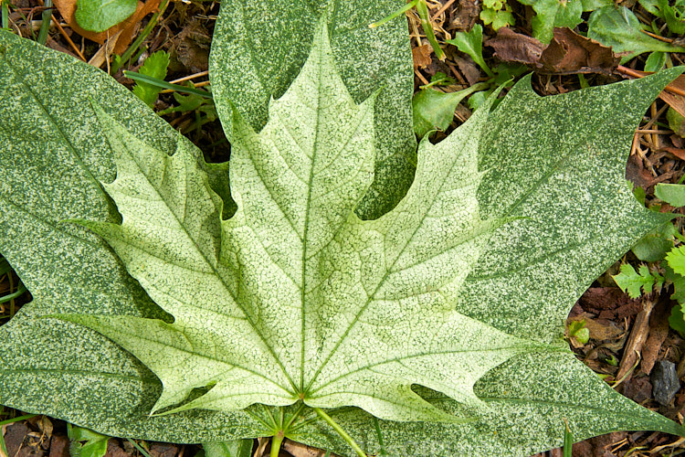 The summer foliage and samara (sycamores</i>) of <i>Acer platanoides</i> 'Walderseei', a fairly rare German cultivar of the Norway Maple raised in 1904. It foliage is light green speckled with cream and turns pale yellow in autumn. Order Sapindales, Family: Sapindaceae