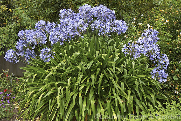 <i>Agapanthus praecox</i>, a fleshy-rooted, summer-flowering perennial native to southern Africa. It has flower stems up to 1.2m tall and soon forms a large foliage clump. Order: Asparagales, Family: Amaryllidaceae