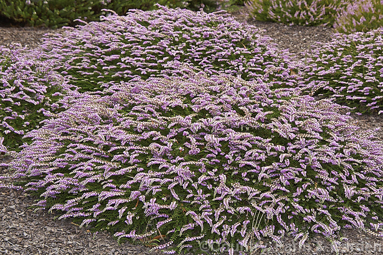 Calluna vulgaris 'Mrs Ronald. Gray', a summer- to early autumn-flowering, low, spreading heather cultivar with a rather tiered growth habit. It seldom grows over 10cm high but can spread to over 60cm wide. calluna-2108htm'>Calluna. Order: Ericales, Family: Ericaceae