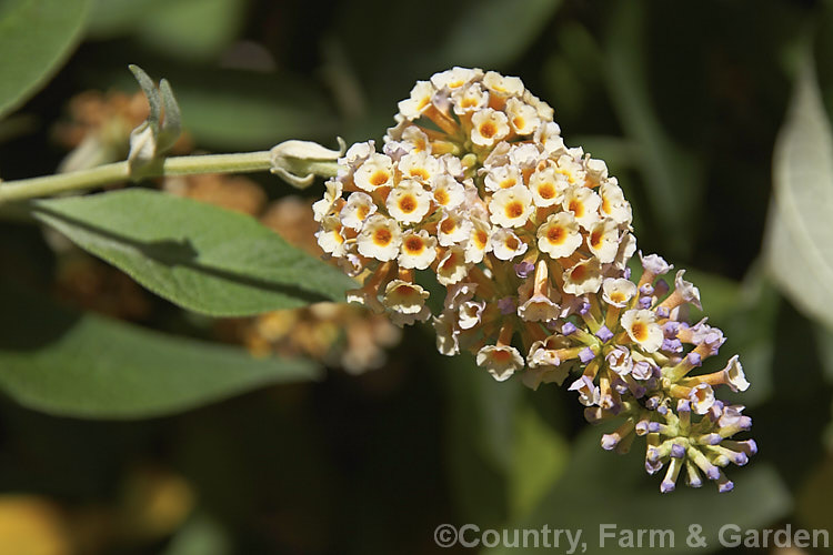 Buddleja x weyeriana 'Moonlight', a cultivar of a cross between the deciduous. Buddleja davidii fromAsia and the evergreen. Buddleja globosa from South America 'Moonlight' and 'Golden Glow' were the two original selection from the cross made by van der. Weyer. The shrub is semi-deciduous in mild areas, grows to around 2m high and wide, and flowers over a long season. buddleja-2053htm'>Buddleja. <a href='scrophulariaceae-plant-family-photoshtml'>Scrophulariaceae</a>.