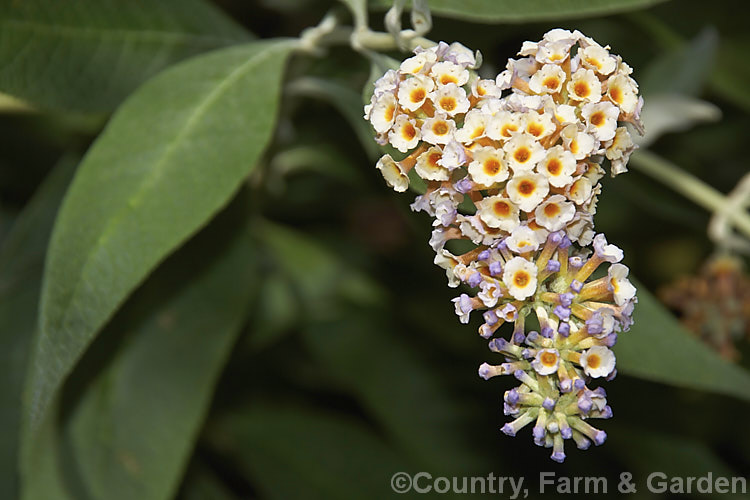 Buddleja x weyeriana 'Moonlight', a cultivar of a cross between the deciduous. Buddleja davidii fromAsia and the evergreen. Buddleja globosa from South America 'Moonlight' and 'Golden Glow' were the two original selection from the cross made by van der. Weyer. The shrub is semi-deciduous in mild areas, grows to around 2m high and wide, and flowers over a long season. buddleja-2053htm'>Buddleja. <a href='scrophulariaceae-plant-family-photoshtml'>Scrophulariaceae</a>.