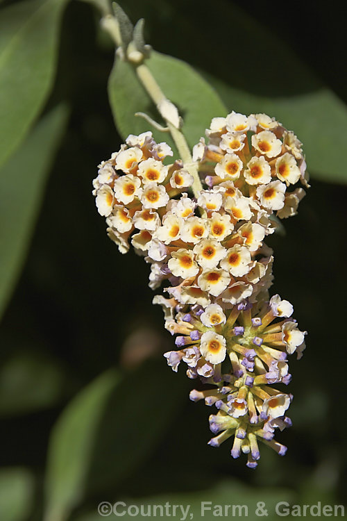 Buddleja x weyeriana 'Moonlight', a cultivar of a cross between the deciduous. Buddleja davidii fromAsia and the evergreen. Buddleja globosa from South America 'Moonlight' and 'Golden Glow' were the two original selection from the cross made by van der. Weyer. The shrub is semi-deciduous in mild areas, grows to around 2m high and wide, and flowers over a long season. buddleja-2053htm'>Buddleja. <a href='scrophulariaceae-plant-family-photoshtml'>Scrophulariaceae</a>.