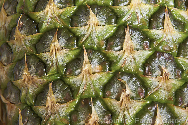 The surface of a pineapple (<i>Ananas comosus</i>), a bromeliad, probably originally from Brazil, that is widely cultivated and very well known for it s delicious edible fruit. The stem, up to 12m tall, dies once the fruit is mature. As a close examination of the surface shows, a pineapple is really many small fruits fused together, each segment being the remnant of a single flower. Order: Poales, Family: Bromeliaceae