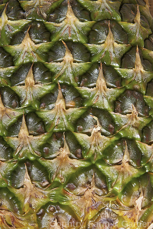 The surface of a pineapple (<i>Ananas comosus</i>), a bromeliad, probably originally from Brazil, that is widely cultivated and very well known for it s delicious edible fruit. The stem, up to 12m tall, dies once the fruit is mature. As a close examination of the surface shows, a pineapple is really many small fruits fused together, each segment being the remnant of a single flower. Order: Poales, Family: Bromeliaceae