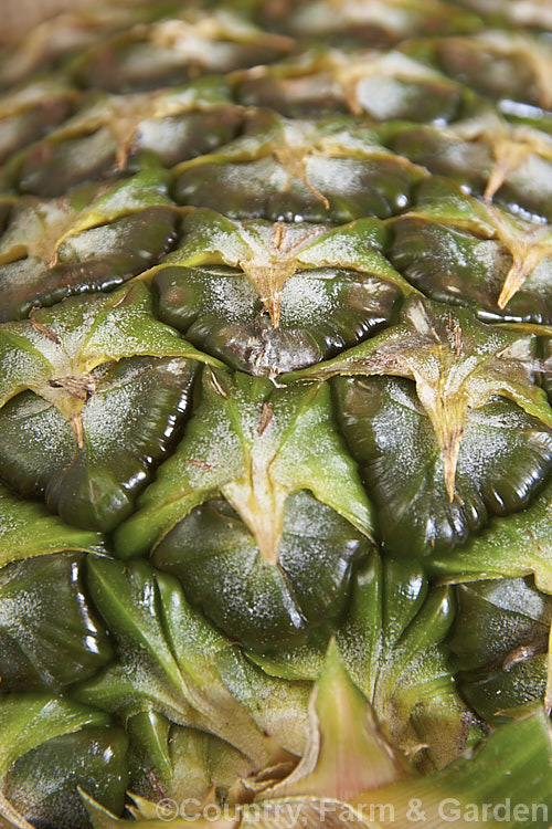 The surface of a pineapple (<i>Ananas comosus</i>), a bromeliad, probably originally from Brazil, that is widely cultivated and very well known for its delicious edible fruit. The stem, up to 12m tall, dies once the fruit is mature. As a close examination of the surface shows, a pineapple is really many small fruits fused together, each segment being the remnant of a single flower. Order: Poales, Family: Bromeliaceae