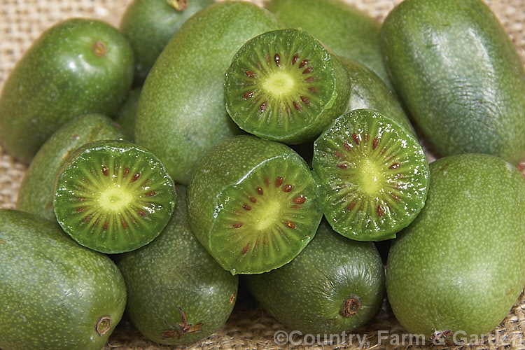 Kiwiberry or Kiwi. Berry (<i>Actinidia arguta</i>), the fruit of a strong-growing, heavy-fruiting deciduous vine native to North Korea, Northern China and neighbouring parts of China. Although of limited shelf life, the fruit has been developed for sale to capitalise on the success of its relative, the kiwifruit (<i>Actinidia chinensis</i>). The flavour resembles kiwifruit, but the fruit is smaller and may be eaten whole as the skin is smooth, not fuzzy like that of the kiwifruit. Order: Ericales, Family: Actinidiaceae