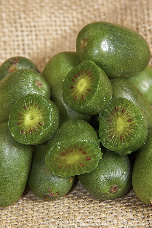 Kiwiberry or Kiwi. Berry (<i>Actinidia arguta</i>), the fruit of a strong-growing, heavy-fruiting deciduous vine native to North Korea, Northern China and neighbouring parts of China. Although of limited shelf life, the fruit has been developed for sale to capitalise on the success of its relative, the kiwifruit (<i>Actinidia chinensis</i>). The flavour resembles kiwifruit, but the fruit is smaller and may be eaten whole as the skin is smooth, not fuzzy like that of the kiwifruit. Order: Ericales, Family: Actinidiaceae