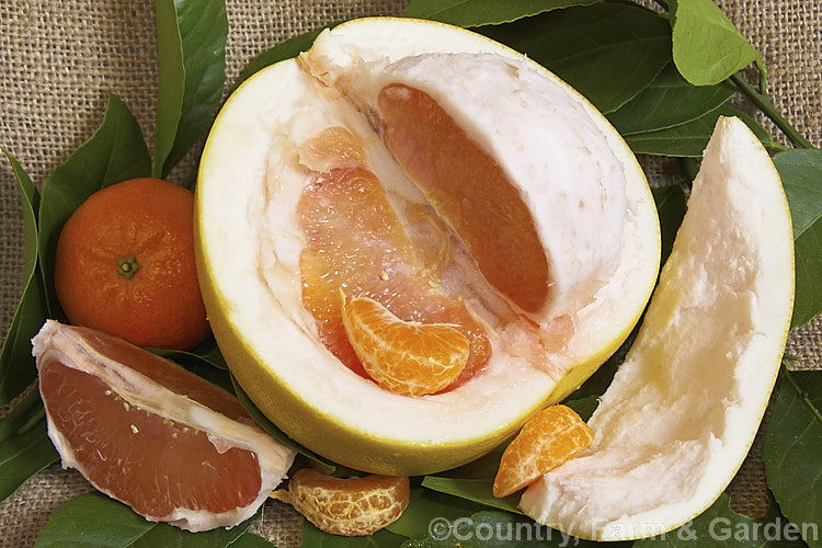 Pummelo, Pomelo or Shaddock (<i>Citrus maxima</i>) cut open to show the thick pith and pinkish flesh, with mandarin segments (<i>Citrus reticulata</i>) for size comparison. The largest of the citrus fruits and probably originally native to the Polynesian region, the pummelo resembles a very large greenish-yellow grapefruit but is sweeter. The tree is round-headed, up to 6m tall and has lush foliage. Note: the foliage shown is here is not that of the pummelo. citrus-2140htm'>Citrus.