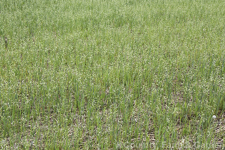 Oats (<i>Avena sativa</i>) at the stage where the seed heads are full but are yet to start drying. This Eurasian grass that is one of the major cereal crops. Although the grain was a staple food in the Middle. Ages, for many years oats were primarily used as a fodder crop, principally for horses, but with the rise in the consumption of breakfast cereal and mixed grain breads they are once again widely used. avena-2197htm'>Avena. .