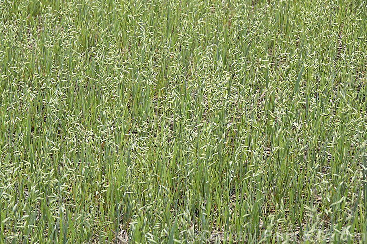 Oats (<i>Avena sativa</i>) at the stage where the seed heads are full but are yet to start drying. This Eurasian grass that is one of the major cereal crops. Although the grain was a staple food in the Middle. Ages, for many years oats were primarily used as a fodder crop, principally for horses, but with the rise in the consumption of breakfast cereal and mixed grain breads they are once again widely used. avena-2197htm'>Avena. .