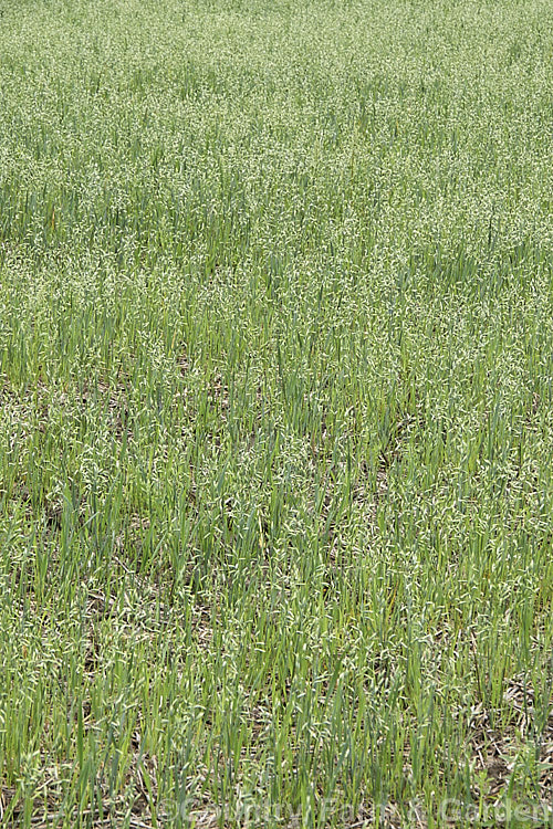 Oats (<i>Avena sativa</i>) at the stage where the seed heads are full but are yet to start drying. This Eurasian grass that is one of the major cereal crops. Although the grain was a staple food in the Middle. Ages, for many years oats were primarily used as a fodder crop, principally for horses, but with the rise in the consumption of breakfast cereal and mixed grain breads they are once again widely used. avena-2197htm'>Avena. .