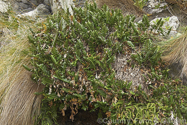 Shining Spleenwort or Huruhuru. Whenua (<i>Asplenium oblongifolium</i>), a very distinctive evergreen, glossy-leafed New Zealand fern with 1m long fronds. Its spreads to form a clump well over 1m wide. asplenium-2279htm'>Asplenium. <a href='aspleniaceae-plant-family-photoshtml'>Aspleniaceae</a>.