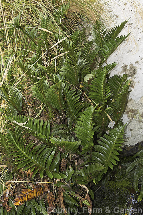 Shining Spleenwort or Huruhuru. Whenua (<i>Asplenium oblongifolium</i>), a very distinctive evergreen, glossy-leafed New Zealand fern with 1m long fronds. Its spreads to form a clump well over 1m wide. asplenium-2279htm'>Asplenium. <a href='aspleniaceae-plant-family-photoshtml'>Aspleniaceae</a>.