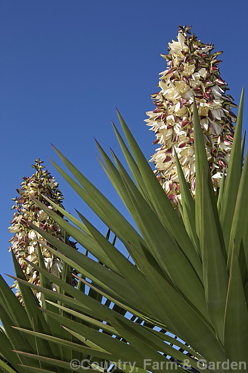 Spineless. Yucca or Giant Yucca (<i>Yucca gigantea [syns. Yucca guatemalensis, Yucca elephantipes]), a spear-leafed, tree-like, woody-stemmed, perennial found in southern Mexico and Central America. It grows to around 9m tall and has white to cream, bell-shaped flowers in summer.