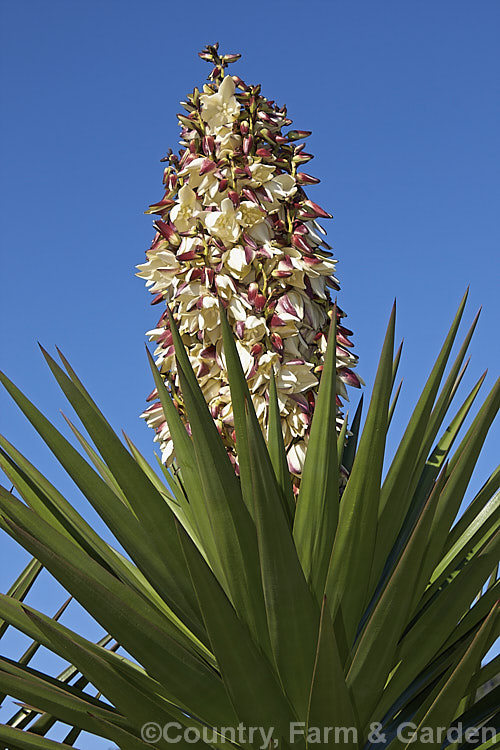 Yucca gigantea photo at Pictures of Plants stock image library