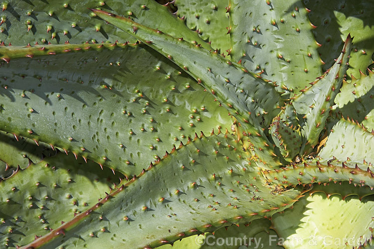 The foliage of Cape. Aloe or Fierce. Aloe (<i>Aloe ferox</i>), a winter-flowering woody-stemmed perennial native to the Cape. Province of South Africa. The main trunk can be up to 3m tall In addition to having spine-tipped edges, the succulent foliage is studded with spines, though the extent of this is variable. Order: Asparagales, Family: Asphodelaceae