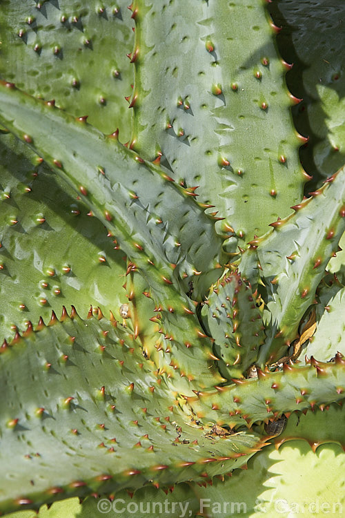 The foliage of Cape. Aloe or Fierce. Aloe (<i>Aloe ferox</i>), a winter-flowering woody-stemmed perennial native to the Cape. Province of South Africa. The main trunk can be up to 3m tall In addition to having spine-tipped edges, the succulent foliage is studded with spines, though the extent of this is variable. Order: Asparagales, Family: Asphodelaceae