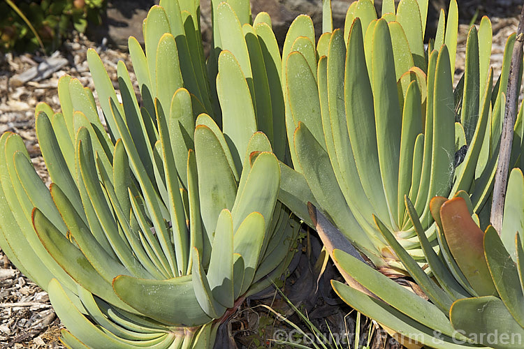 The foliage of the Fan Aloe (<i>Aloe plicatilis</i>), a winter-flowering, woody-based, succulent perennial native to the Cape. Province of South Africa. The arrangement of the 30-40cm long leaves is very distinctive. Order: Asparagales, Family: Asphodelaceae