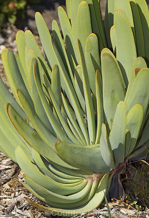 The foliage of the Fan Aloe (<i>Aloe plicatilis</i>), a winter-flowering, woody-based, succulent perennial native to the Cape. Province of South Africa. The arrangement of the 30-40cm long leaves is very distinctive. Order: Asparagales, Family: Asphodelaceae