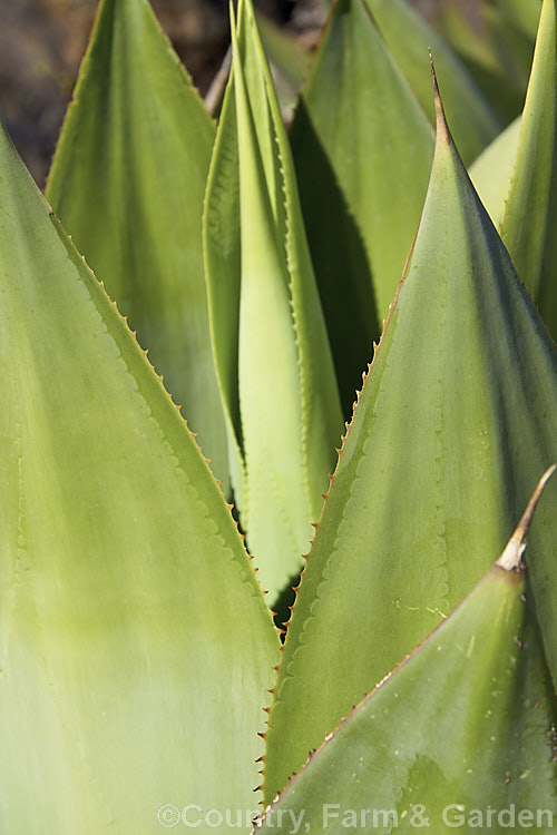 The top of the flowerhead of <i>Agave mitis</i> var. <i>mitis</i> (syn. <i>Agave celsii var. celsii</i>), an evergreen, rosette-forming, perennial succulent native to central Mexico. It green to blue-green leaves are up to 70cm long and have only very small teeth. The flower stems are 1-1.5m tall and the flowers open from late spring. The flower vary in colour from maroon to pale yellow-greenThe young foliage of <i>Agave mitis</i> var. <i>mitis</i> (syn. Agave celsii var. celsii</i>), an evergreen, rosette-forming, perennial succulent native to central . Mexico. It green to blue-green leaves are up to 70cm long and have only very small teeth. The flower stems are 1-1.5m tall and the flowers open from late spring. The flower vary in colour from maroon to pale yellow-green. Order: Asparagales, Family: Asparagaceae