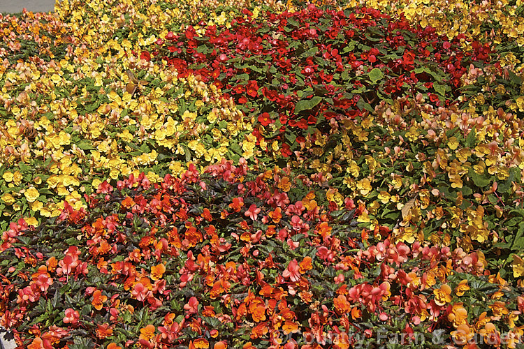 <i>Begonia x tuberhybrida</i>, multiflora group, often known as Flamboyant Begonias, these small tuberous hybrids are often used for summer bedding displays such as this one featuring red, yellow and orange shades. Order: Cucurbitales, Family: Begoniaceae