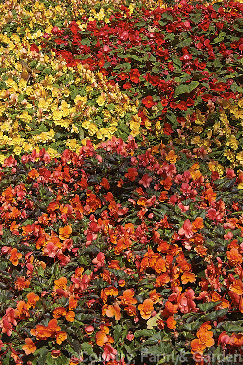 <i>Begonia x tuberhybrida</i>, multiflora group, often known as Flamboyant Begonias, these small tuberous hybrids are often used for summer bedding displays such as this one featuring red, yellow and orange shades. Order: Cucurbitales, Family: Begoniaceae