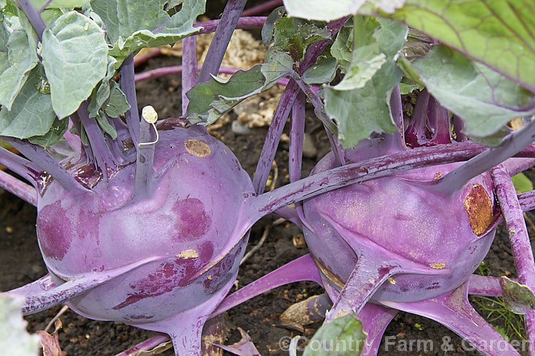 Kohl Rabi (<i>Brassica oleracea - Gongylodes. Group</i>), a cabbage family vegetable grown for its edible, swollen turnip-like root that forms above ground. The name is from the German words for cabbage (kohl</i>) and turnip (rabi</i>)