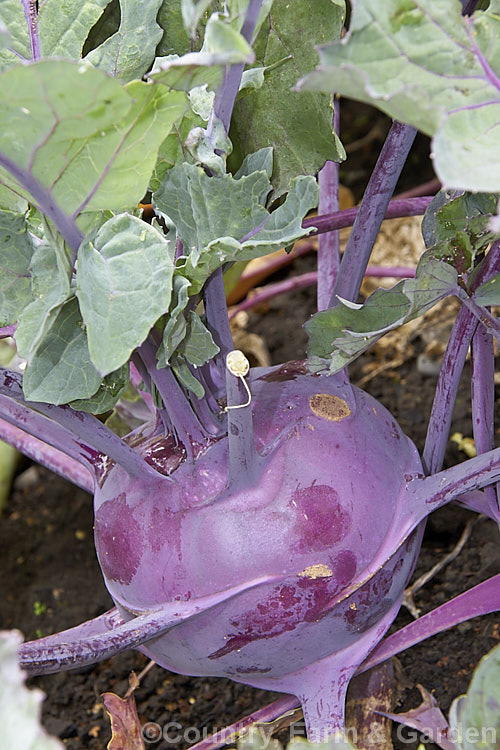 Kohl Rabi (<i>Brassica oleracea - Gongylodes. Group</i>), a cabbage family vegetable grown for its edible, swollen turnip-like root that forms above ground. The name is from the German words for cabbage (kohl</i>) and turnip (rabi</i>)