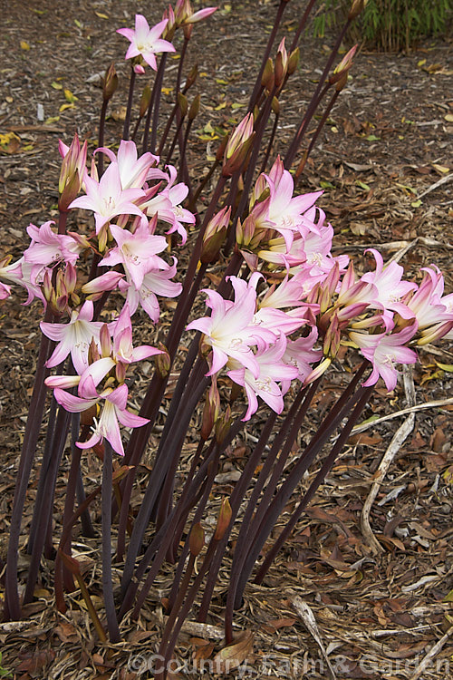 Amaryllis belladonna 'Spectabilis' (syn 'Spectabilis. Tricolor'), a cultivar of the Belladonna Lily or Naked Ladies, an autumn-flowering bulb native to South Africa. The flowers appear before the foliage develops 'Spectabilis' is distinguished by its white-centered flowers and dark stems. Order: Asparagales, Family: Amaryllidaceae