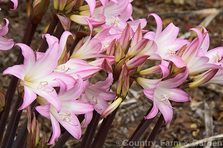 Amaryllis belladonna 'Spectabilis' (syn 'Spectabilis. Tricolor'), a cultivar of the Belladonna Lily or Naked Ladies, an autumn-flowering bulb native to South Africa. The flowers appear before the foliage develops 'Spectabilis' is distinguished by its white-centered flowers and dark stems. Order: Asparagales, Family: Amaryllidaceae