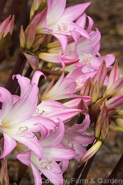 Amaryllis belladonna 'Spectabilis' (syn 'Spectabilis. Tricolor'), a cultivar of the Belladonna Lily or Naked Ladies, an autumn-flowering bulb native to South Africa. The flowers appear before the foliage develops 'Spectabilis' is distinguished by its white-centered flowers and dark stems. Order: Asparagales, Family: Amaryllidaceae