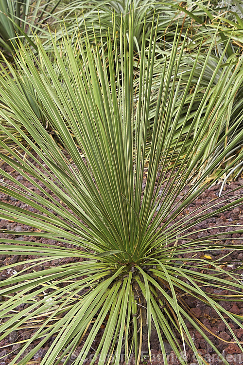 Navajo. Yucca (<i>Yucca baileyi var. navajoa [syn. Yucca navajoa]), a shrubby, spear-leaved perennial native to Arizona and New Mexico.