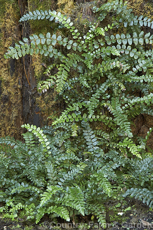 Thread. Fern (<i>Blechnum filiforme</i>), a small fern native to New Zealand and Fiji. It occurs in two distinct forms, depending on whether it is scrambling or climbing, the fronds of the climbing form being considerably larger. As can be seen even in this image of a young plant, the higher fronds are larger than those at ground level